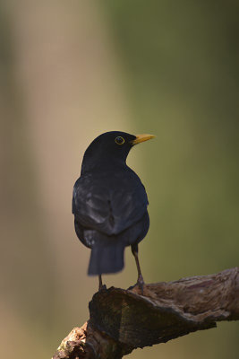 Merel / Common Blackbird (Rijssen)