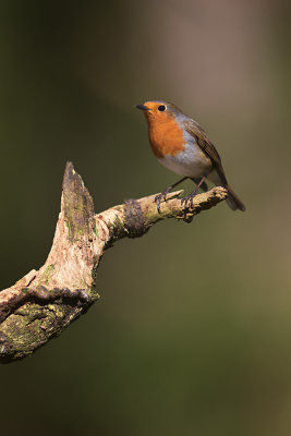 Roodborst / European Robin (Rijssen)