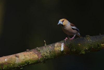 Appelvink / Hawfinch (Boshut Arjan Troost)