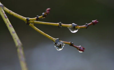 Eigen Tuin / Own Garden