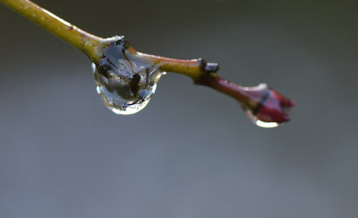  Eigen Tuin / Own Garden