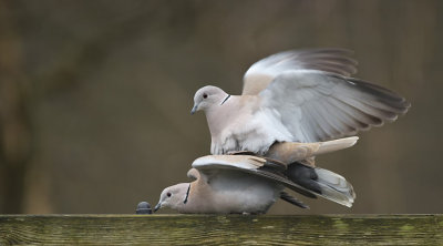 Parende Tortel / Eurasian Collared Dove (Eigen Tuin)