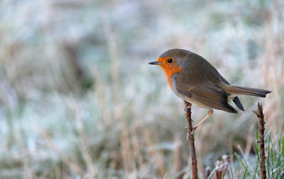 Roodborst / European Robin (Losser)