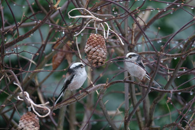 Staartmees / Long-tailed Tit (Hengelo)