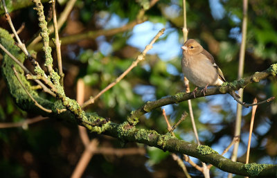 Vink / Common Chaffinch (Hengelo)