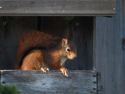 Eekhoorn / Squirrel (Eigen Tuin)