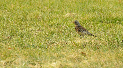 Kramsvogel / Fieldfare (Lonneker)