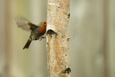 Roodborst / European Robin (Eigen Tuin-Own Garden)