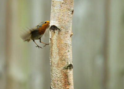 Roodborst / European Robin (Eigen Tuin-Own Garden)