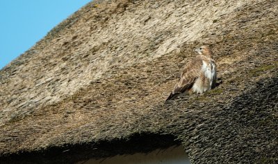 Buizerd / Common Buzzard (Ameland-Hollum)
