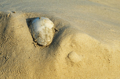 Strand van Ameland.