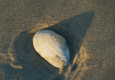 Strand van Ameland.