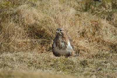 Buizerd / Common Buzzard (Ameland-Hollum)