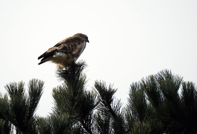 Buizerd / Common Buzzard (Ameland-Hollum)