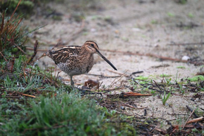 Watersnip / Common Snipe (de Oelemars)