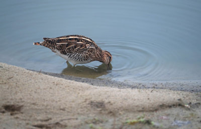 Watersnip / Common Snipe (de Oelemars)