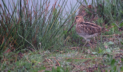 Watersnip / Common Snipe (de Oelemars)