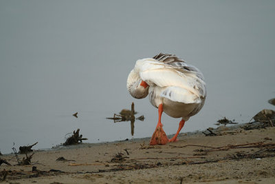 Gans (de Oelemars)