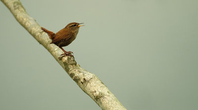 Winterkoning / Winter Wren (de Oelemars)