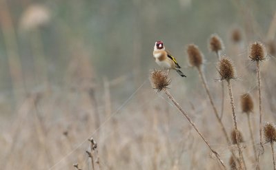 Putter / European Goldfinch (de Oelemars)