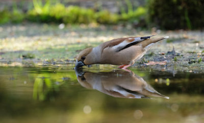 Appelvink / Hawfinch (fotohut Arjan Troost)