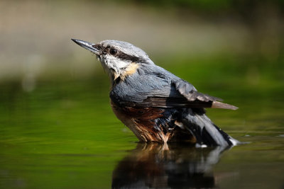 Boomklever / Eurasian Nuthatch (fotohut Arjan Troost)