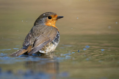 Roodborst / European Robin (fotohut Arjan Troost)