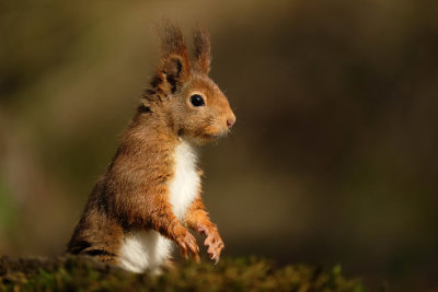 Eekhoorn / Squirrel (fotohut Arjan Troost)