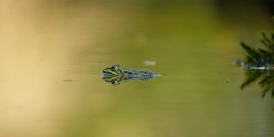 Kikker / Frog (fotohut Arjan Troost)