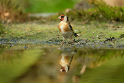 Putter / European Goldfinch (fotohut Arjan Troost)