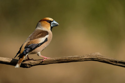 Appelvink / Hawfinch (fotohut Arjan Troost)