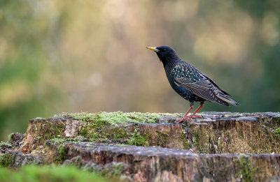 Spreeuw / Common Starling (fotohut Arjan Troost)