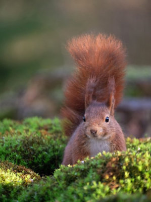 Eekhoorn / Squirrel (fotohut Arjan Troost)