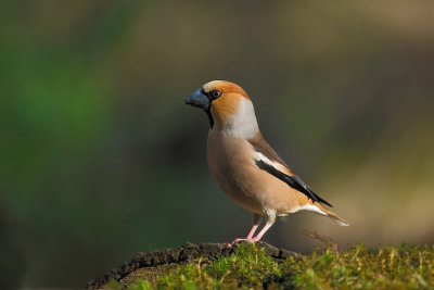 Appelvink / Hawfinch (fotohut Arjan Troost)