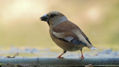 Appelvink / Hawfinch (fotohut Arjan Troost)