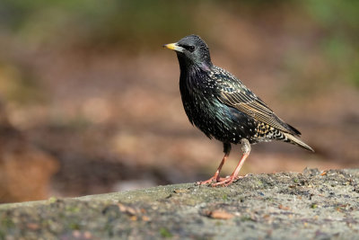 Spreeuw / Common Starling (boshut Arjan Troost)