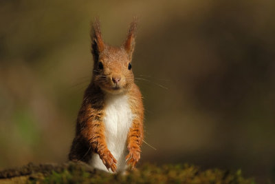 Eekhoorn / Squirrel (fotohut Arjan Troost)