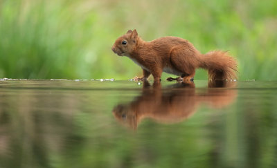 Eekhoorn / Squirrel (fotohut Arjan Troost)