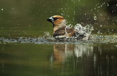 Appelvink / Hawfinch (Holten)