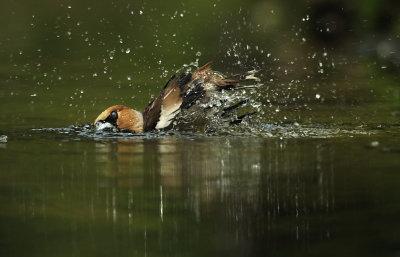 Appelvink / Hawfinch (Holten)