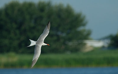 Visdief / Common Tern / de Starrevaart