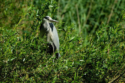 Blauwe Reiger / Grey Heron / de Starrevaart
