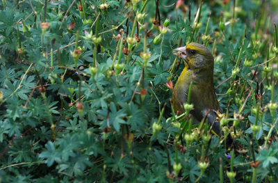 Groenling / European Greenfinch / Own Garden