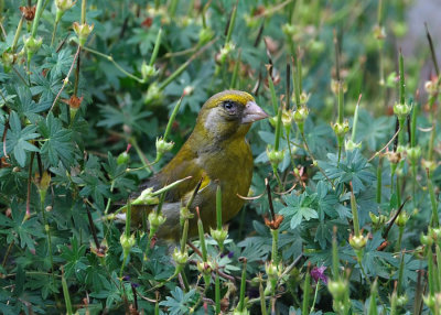 Groenling - European Greenfinch - Own Garden