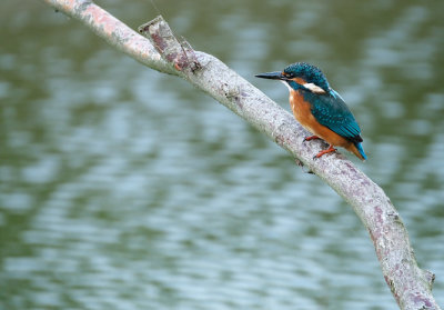 IJsvogel / Common Kingfisher (de Oelemars)