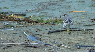 Witte Kwikstaart / White Wagtail (de Oelemars)