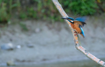 IJsvogel / Common Kingfisher (de Oelemars)