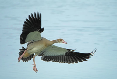 Nijlgans / Egyptian Goose (de Oelemars)