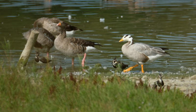 Indische Gans / Bar-headed Goose (de Oelemars)