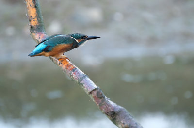 IJsvogel / Common Kingfisher (de Oelemars)